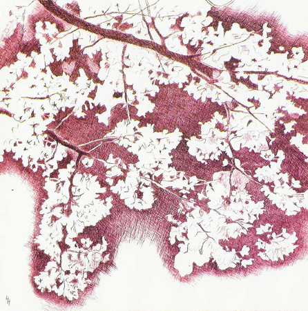 Howard Hitchcock,  Drypoint,  "Cherry Blossoms, Anjo" ,  8" x  7